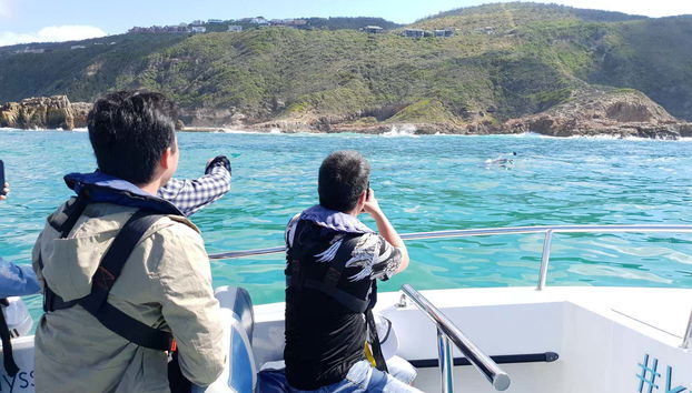 Avvistando delfini a Knysna