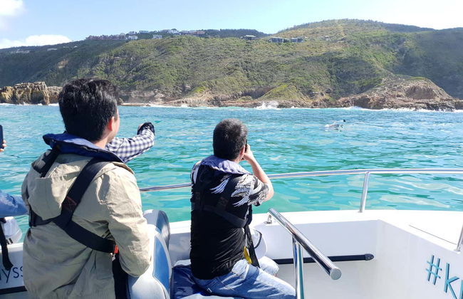 Avvistamento di delfini a Knysna - Foto 3