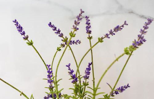 PROPAN CITY SUITES - Foto 65