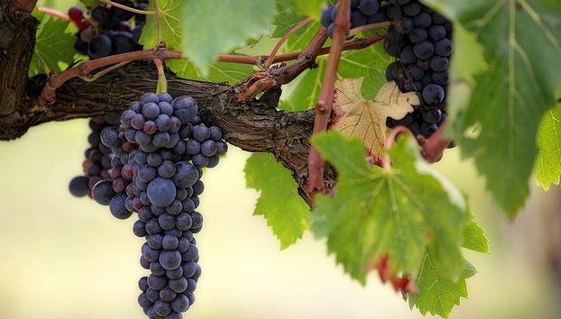 Syrah - Shiraz Grape - Valle del Ródano