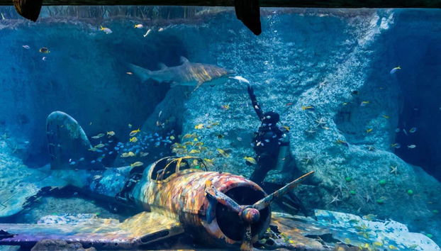 Contemplando le creature marine