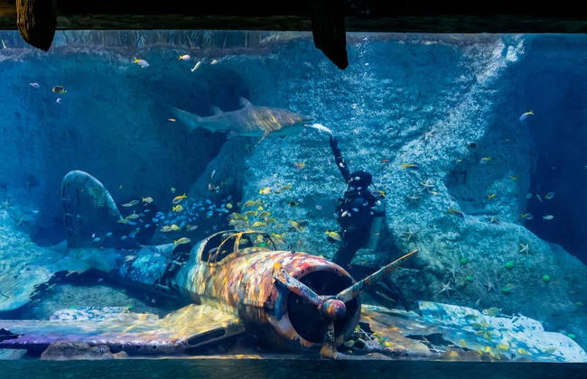 Entrada al Acuario Nacional de Abu Dhabi - Foto 3