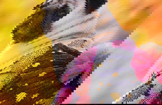 Vanilla Tian Yu - Foto 33