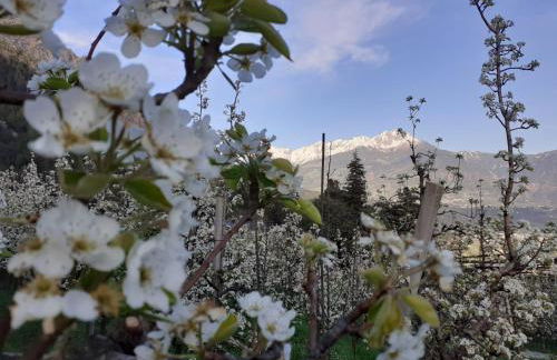 Fröhlichhof Wohnung Apfelblüte - Foto 24