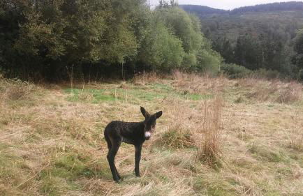 Apartamentos rurales Casa Do Cabo - Foto 70