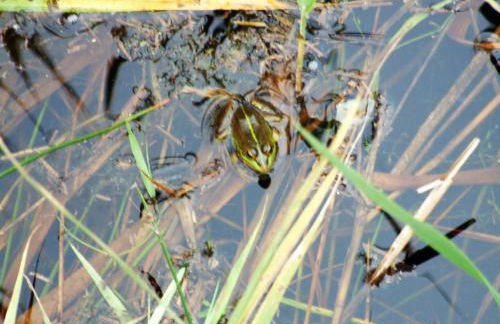 Casa Lagoa Verde - Foto 48