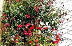 Reiki Villas Erikousa - Foto 63