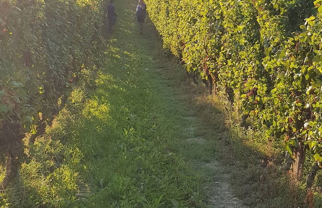 La Culla Tra I Vigneti - Foto 20