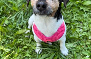 Corner House Plesna - Foto 37