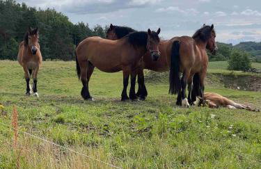 Gdzieś Na Kaszubach - Domek z balią otoczony piękną naturą - Foto 24