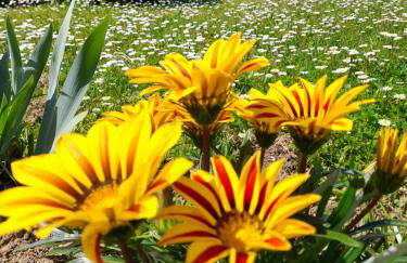 Montepulciano - La Casetta del Pian delle Noci - Foto 15