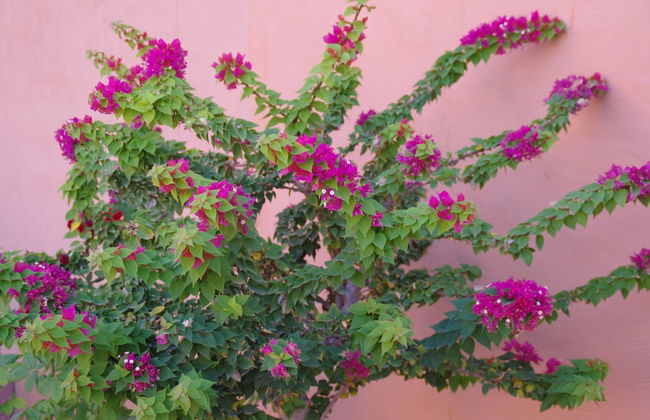 Apartementos Almerimar Golf - Foto 22