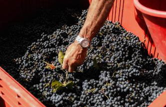 Gîte Clusel-Roch 6 personnes au cœur des Côte-Rôtie - Foto 13