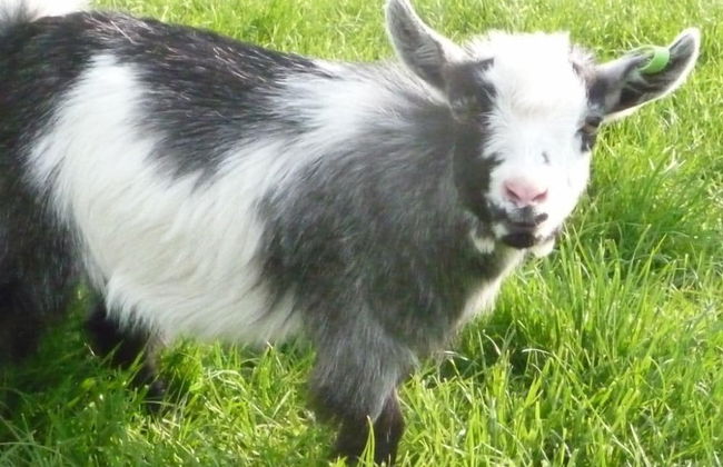 Birchill Farm Holiday Cottages - Photo 56