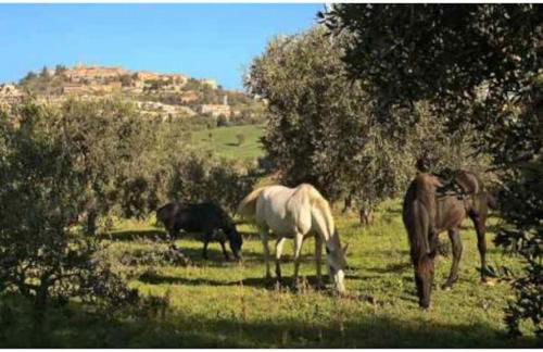 Near the sea big panoramic house 2 terraces in lovely village - Foto 33
