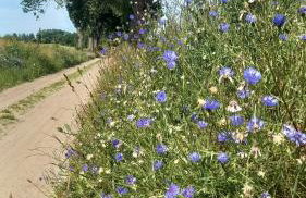 Agroturystyka POD KASZTANEM - Foto 31