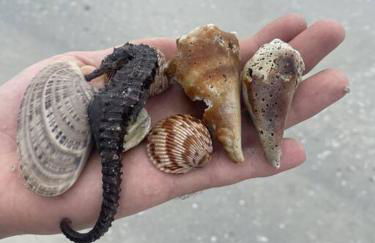 Beachfront Condo On Quiet Treasure Island- 1 Bed - Photo 22