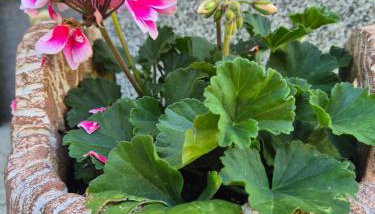 Apartment Slap - Foto 5