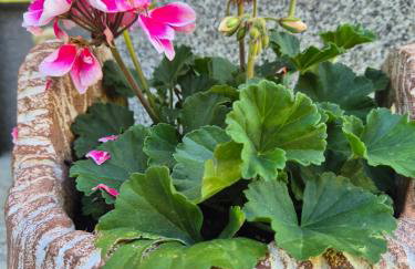 Apartment Slap - Foto 5