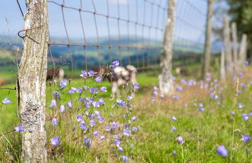 Dol Y Mynydd The Mountain Meadow - Cottage - Photo 21