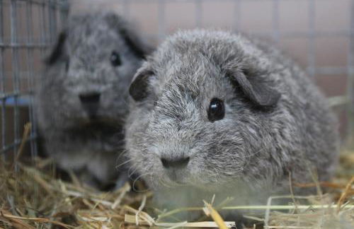 Le Logis des Chons à la campagne à Saint hilaire du Bois - Lys Haut Layon - Photo 43