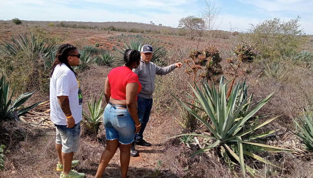 In un campo di agave