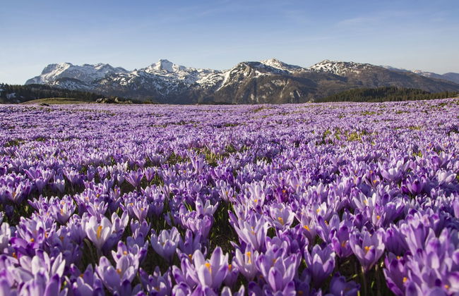 Koča Žafran - Velika planina - Foto 27