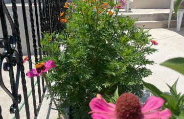 Maison Olga - Foto 33