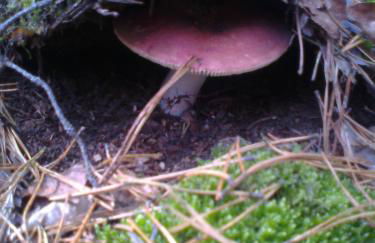 Ferienwohnung Hainbuche Lübben im Spreewald - Foto 31