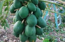 Casa Reyes Fataga Apta Reyes - Foto 19