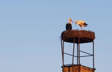 Ferienhaus Storchennest - Foto 1
