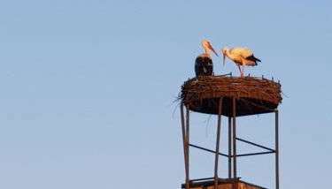 Ferienhaus Storchennest - Foto 1
