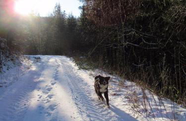 Ferienwohnung-Schoenmuenzblick-Urlaub-im-Nationalpark-Schwarzwald-Schwarzwald-Plus-inklusive - Photo 34