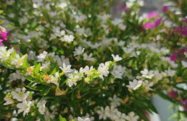 Apartamento Carril - Camiño do Carro - Foto 22