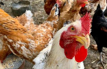 Παραδοσιακός πέτρινος ξενώνας σε φάρμα - Foto 14