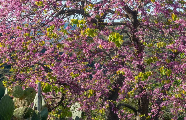 Casa Cedro in Luddui - Photo 24
