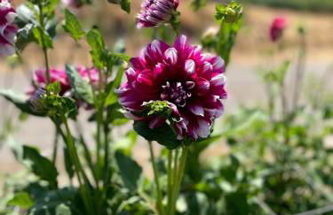 The Little Farmhouse at Oostema Farmstead - Foto 32