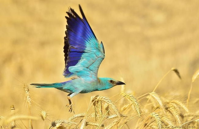 L'Esgolfa de ca l'Ortís - Foto 17