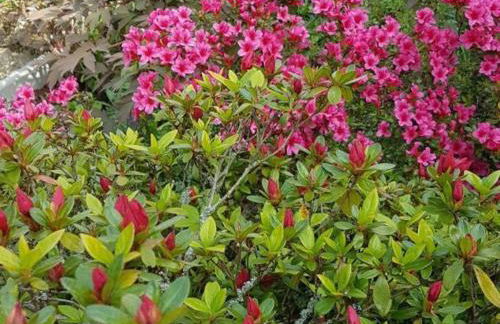 Maison rénovée à Moulins avec jardin et véranda - FR-1-489-469 - Foto 22