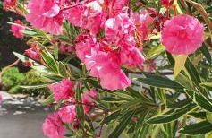 Al lado del mar "Villa Tortuga 12" - Foto 23