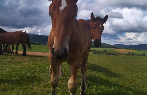 Pastelova Krova - domki w Bieszczadach - Foto 32