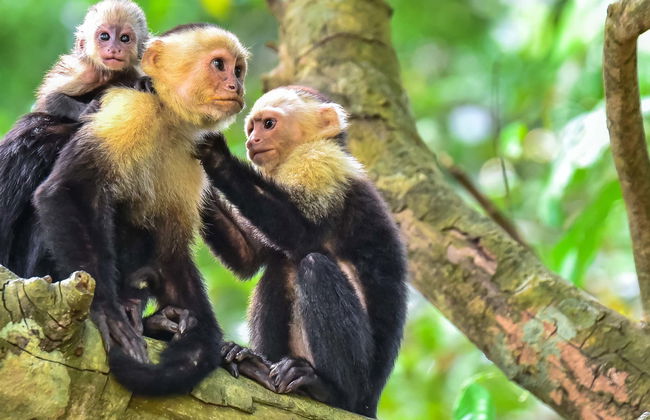 Excursión al Parque Nacional Manuel Antonio - Foto 1