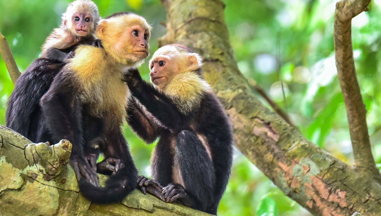 Excursión al Parque Nacional Manuel Antonio