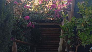 Dinocamp - Foto 5, Garden