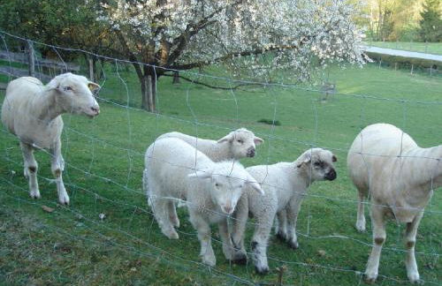 Landhaus Surner - Foto 11