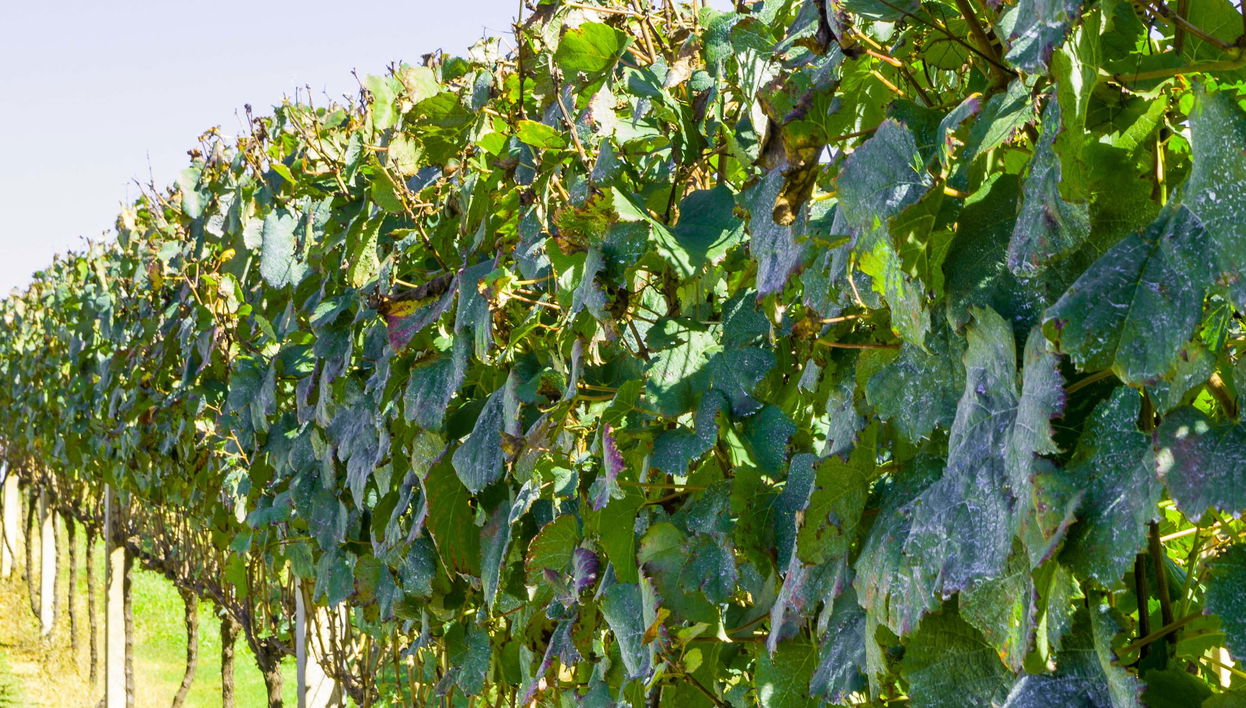 Excursão a Pinto Bandeira