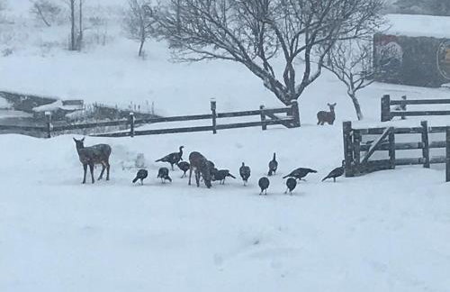 Fireball's Lodge - Foto 70