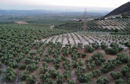 Finca Fuente la Parra - Foto 10