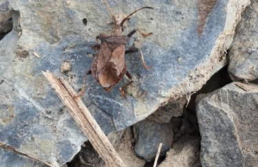 Fewo Eifel Dahlem Nationalpark Sonnenterrasse & Kamin - Foto 34