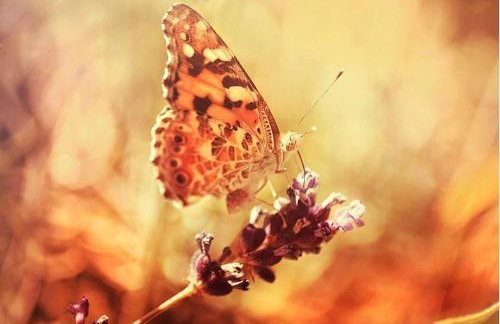 Haus Jehle - Foto 14